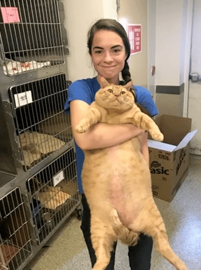 Huge Ginger Cat Finds The Perfect Home 3