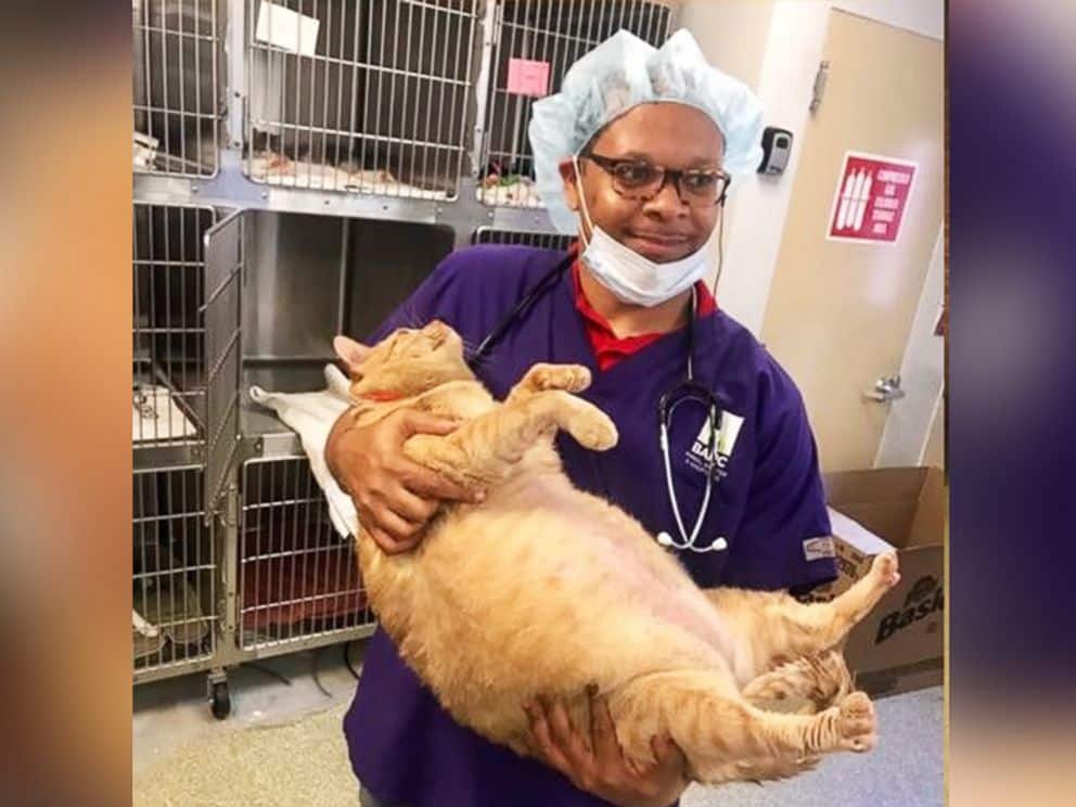 Huge Ginger Cat Finds The Perfect Home 4
