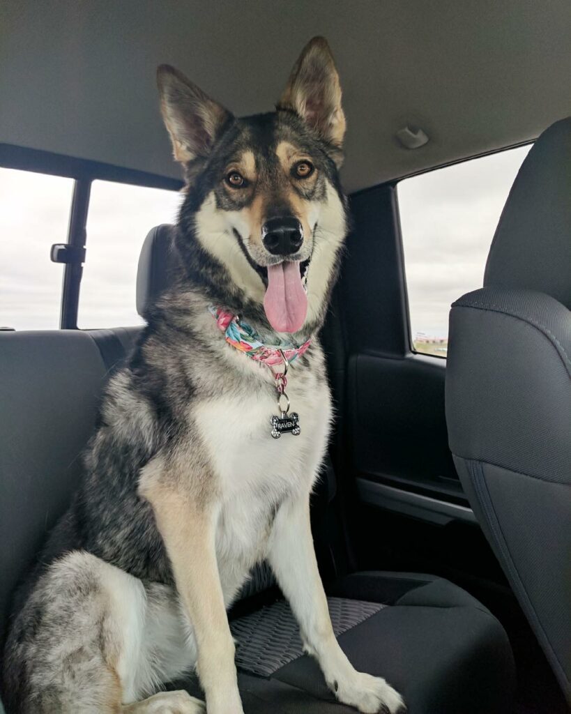 Husky chose his own kitten from the shelter to bring home 1