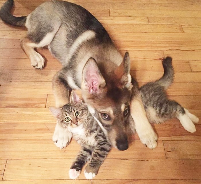 Husky chose his own kitten from the shelter to bring home 2