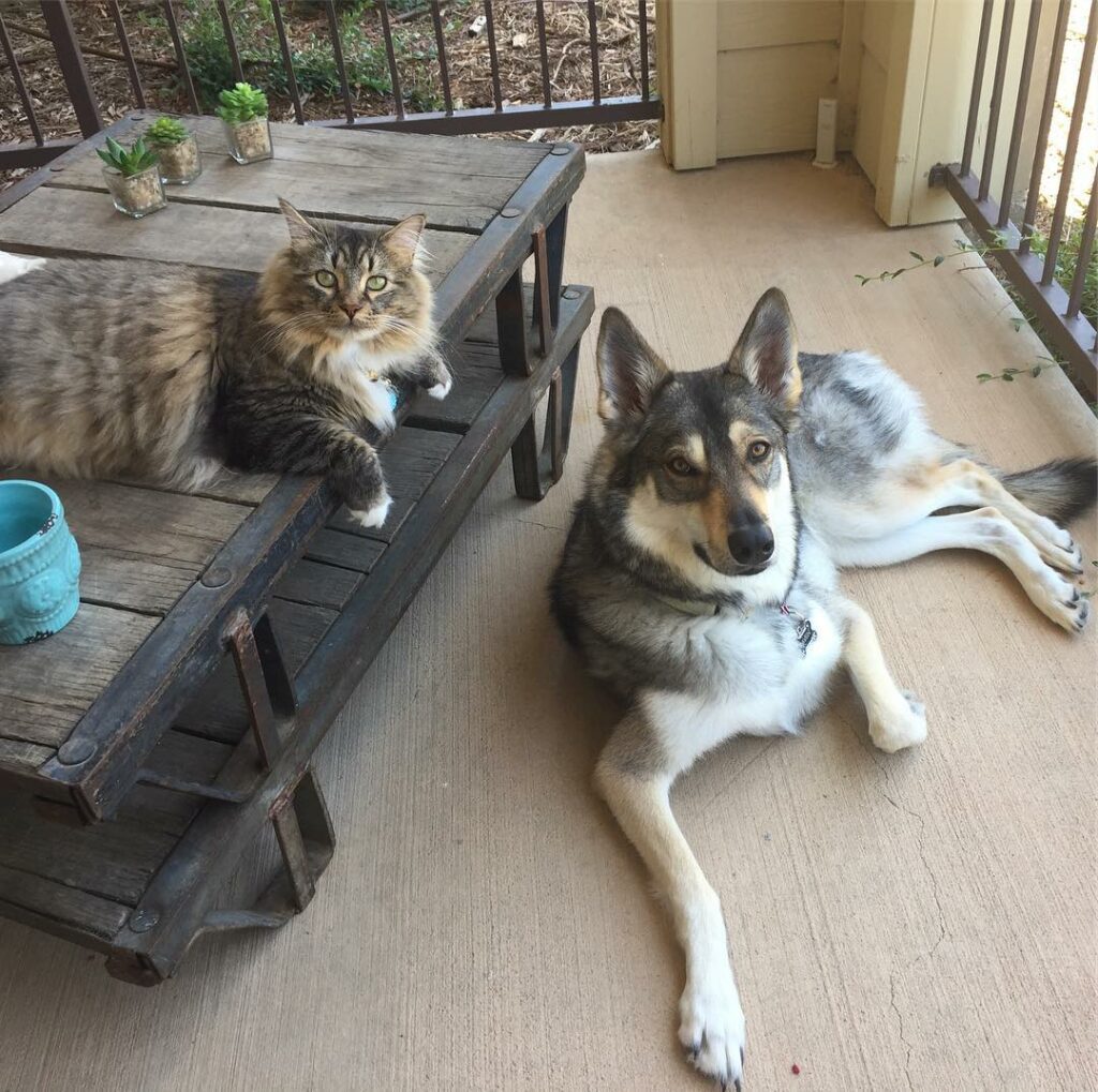 Husky chose his own kitten from the shelter to bring home 5