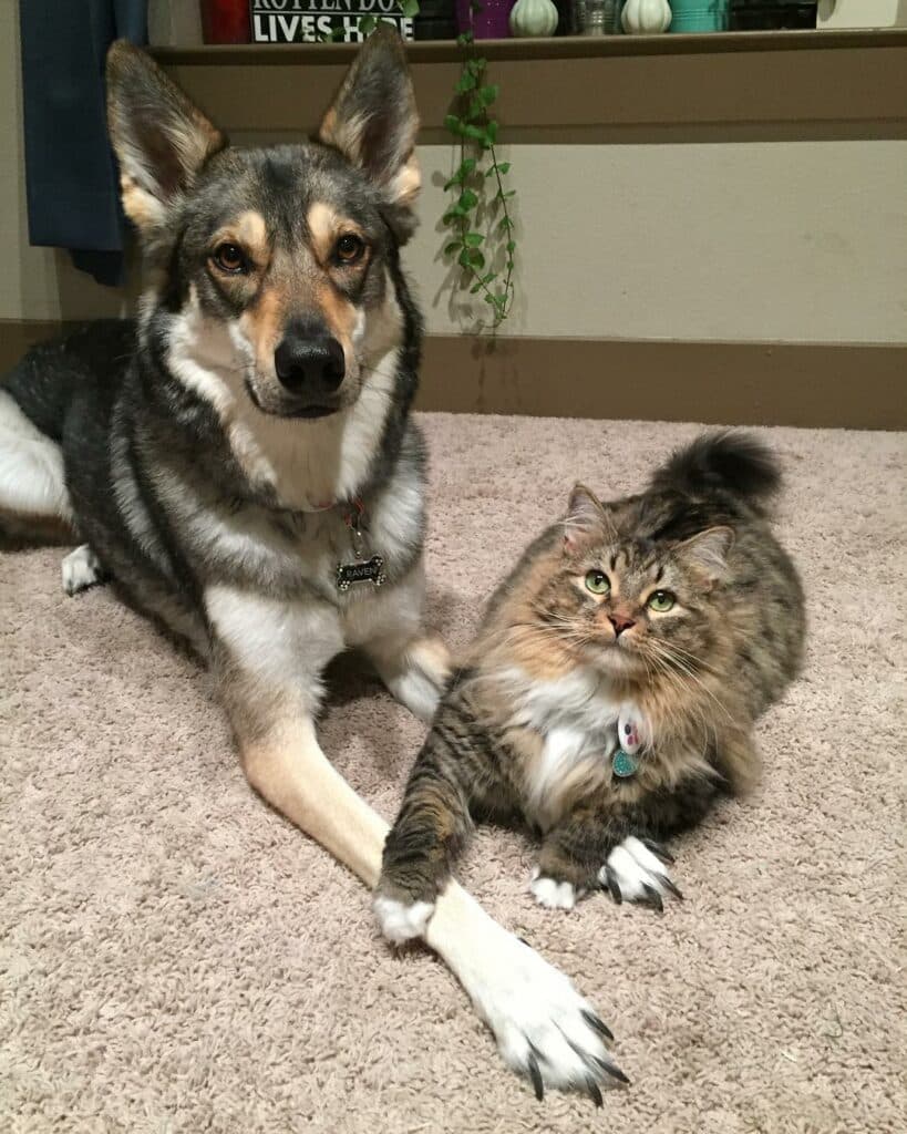 Husky chose his own kitten from the shelter to bring home 6