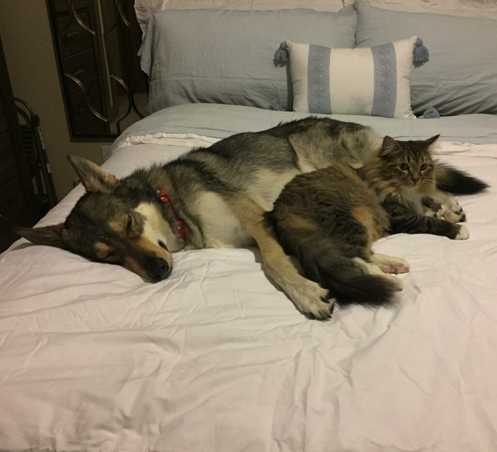 Husky chose his own kitten from the shelter to bring home 7