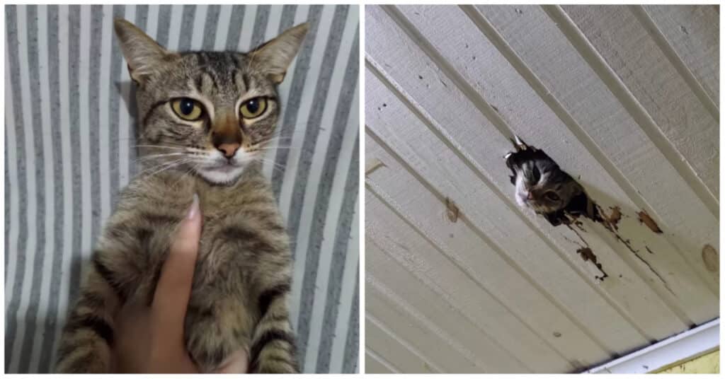 In the Most Shocking Way, a Random Cat Enters a Family's Heart ...