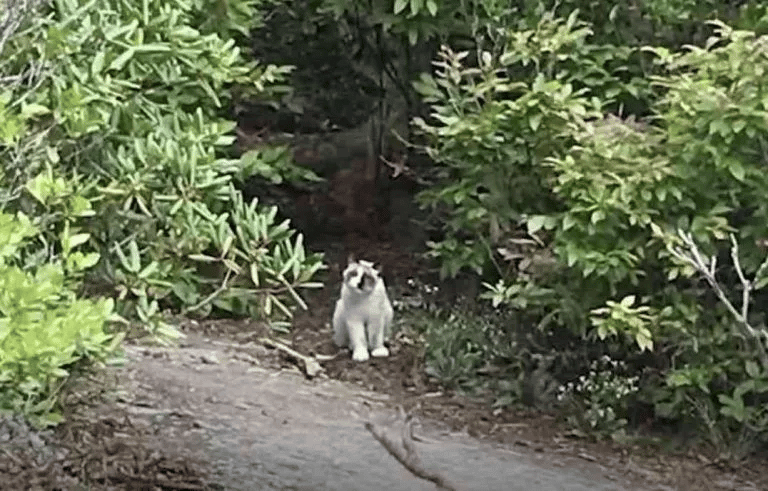 Kind People Save a helpless Cat from a Mountaintop 2