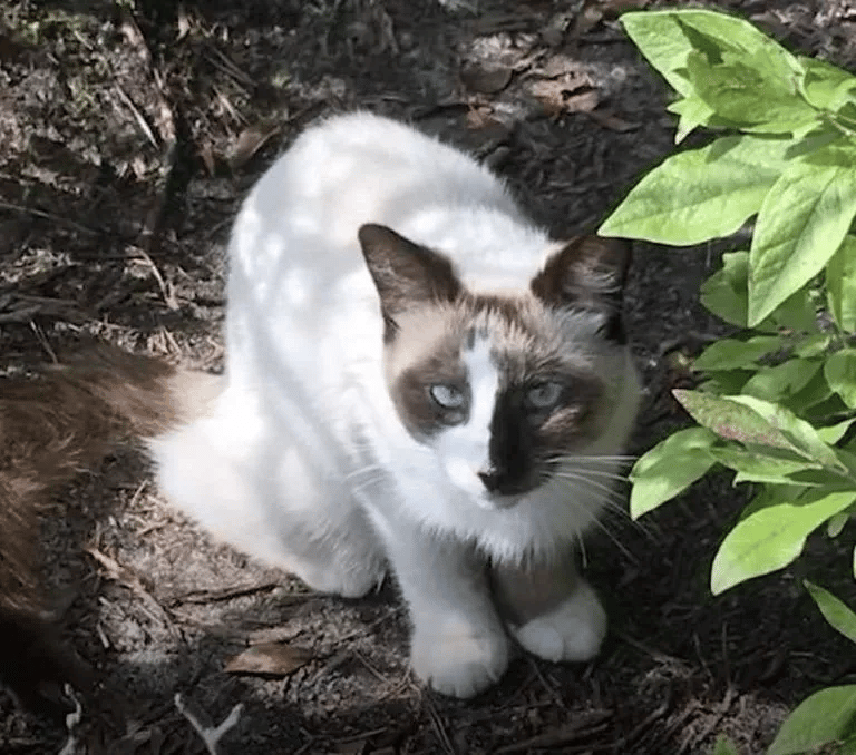 Kind People Save a helpless Cat from a Mountaintop 3