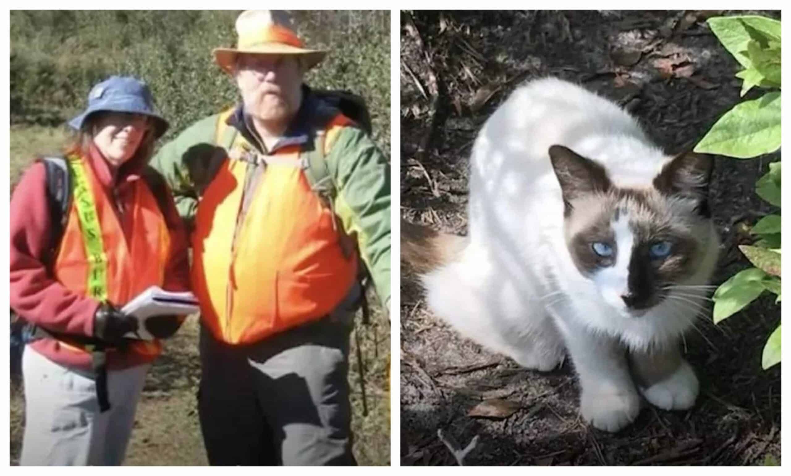 Kind People Save a helpless Cat from a Mountaintop