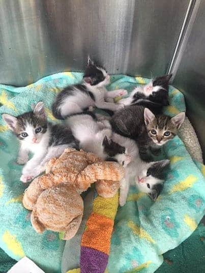 Kittens with crooked legs are fitted with tiny casts to help them grow strong and healthy 2
