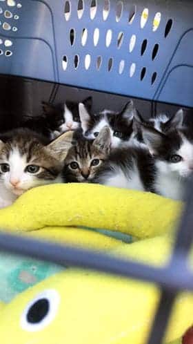 Kittens with crooked legs are fitted with tiny casts to help them grow strong and healthy 3