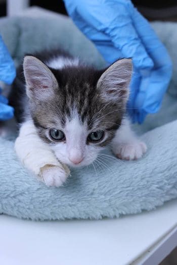 Kittens with crooked legs are fitted with tiny casts to help them grow strong and healthy 4