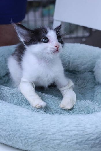 Kittens with crooked legs are fitted with tiny casts to help them grow strong and healthy 5