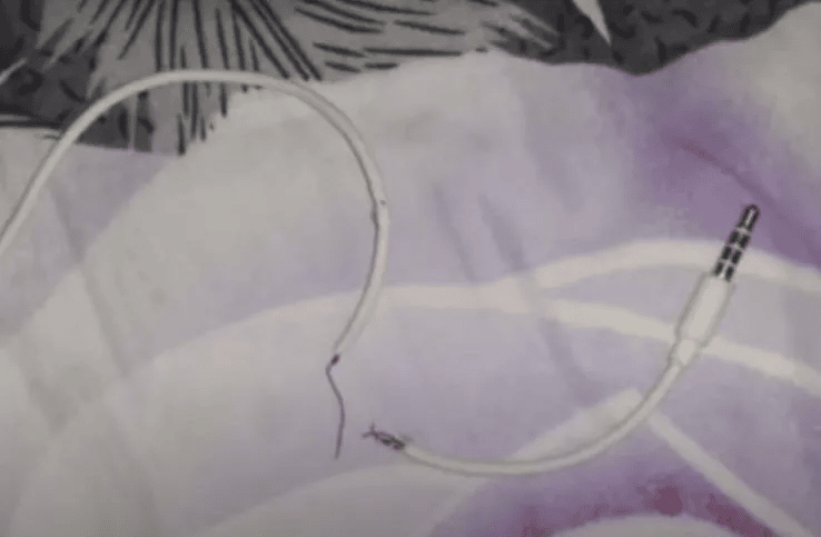 Kitty destroys his human earbuds and replaces them with a snake 1