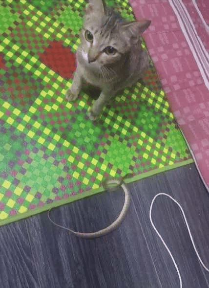 Kitty destroys his human earbuds and replaces them with a snake 2