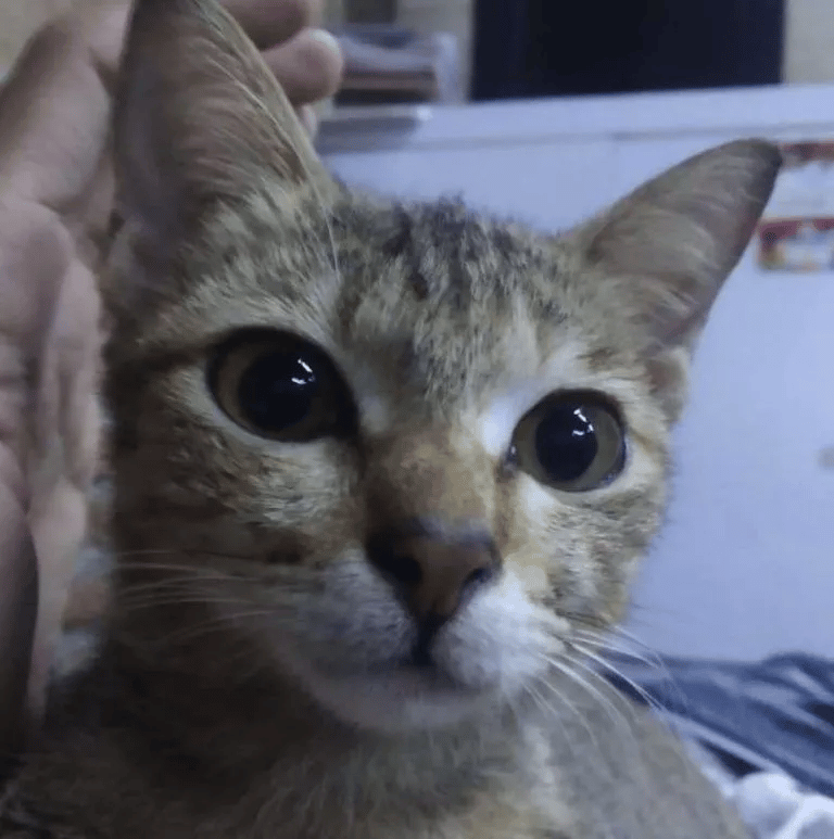 Kitty destroys his human earbuds and replaces them with a snake 3