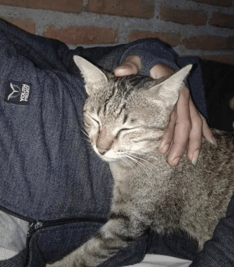 Kitty destroys his human earbuds and replaces them with a snake 4