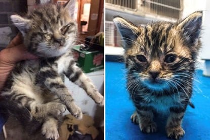 Little kitten settled in her new home after being found inside a wall