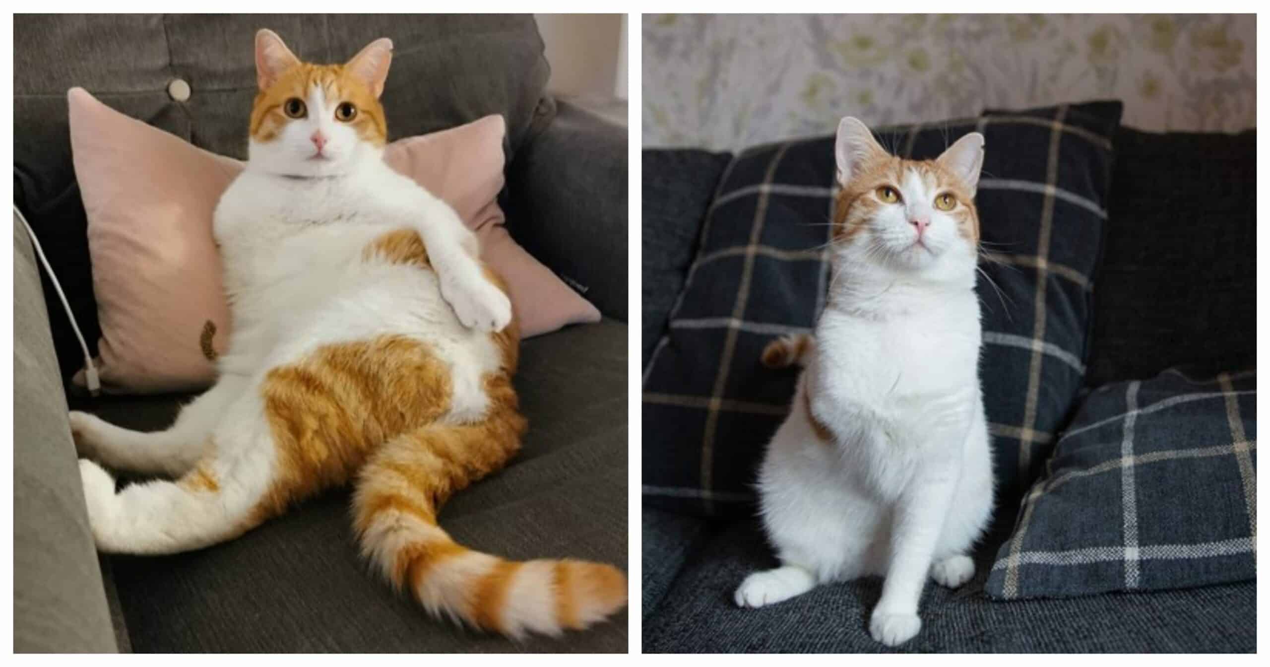 MYLO, the three-legged cat, refuses to let his disability hold him back