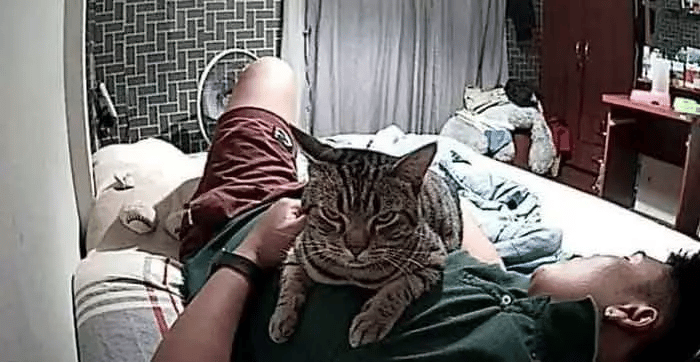 Man Installs a Hidden Camera To Capture His Cat's Nighttime Behavior 10