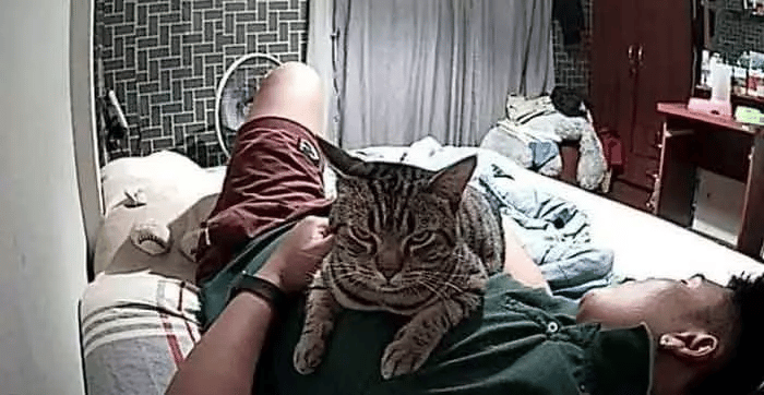 Man Installs a Hidden Camera To Capture His Cat’s Nighttime Behavior, And It’s Hilarious