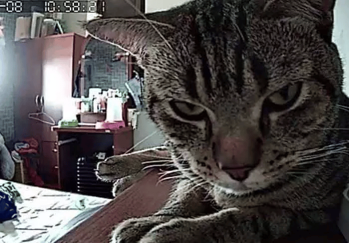 Man Installs a Hidden Camera To Capture His Cat's Nighttime Behavior 11