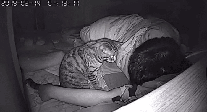 Man Installs a Hidden Camera To Capture His Cat's Nighttime Behavior 2