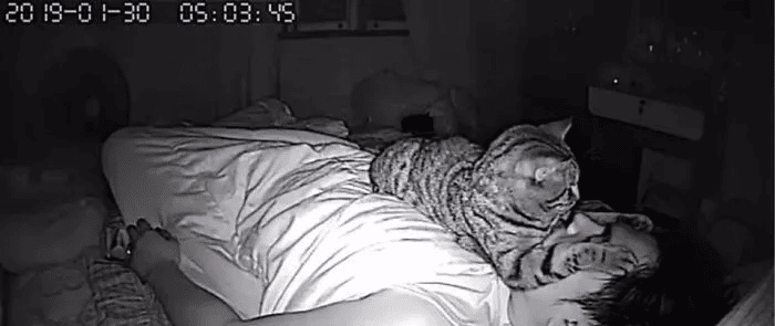 Man Installs a Hidden Camera To Capture His Cat's Nighttime Behavior 5