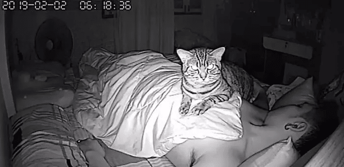 Man Installs a Hidden Camera To Capture His Cat's Nighttime Behavior 7