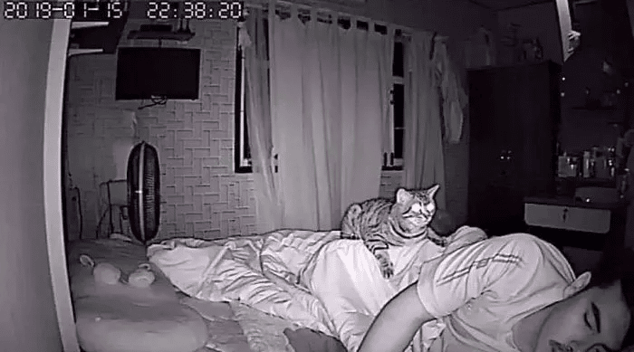 Man Installs a Hidden Camera To Capture His Cat's Nighttime Behavior 8