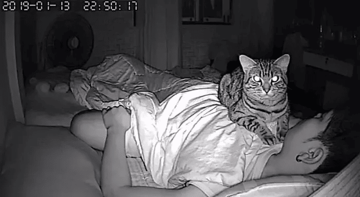 Man Installs a Hidden Camera To Capture His Cat's Nighttime Behavior 9