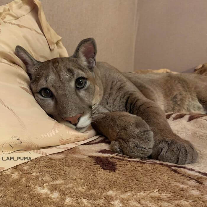 Meet Messi, The Cute Puma Who Lives Like A Pampered House Cat 1