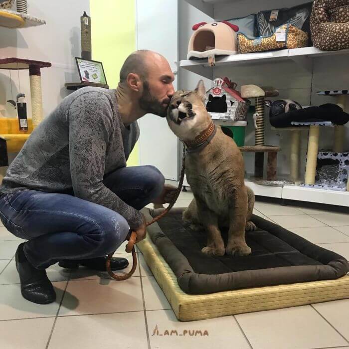 Meet Messi, The Cute Puma Who Lives Like A Pampered House Cat 3