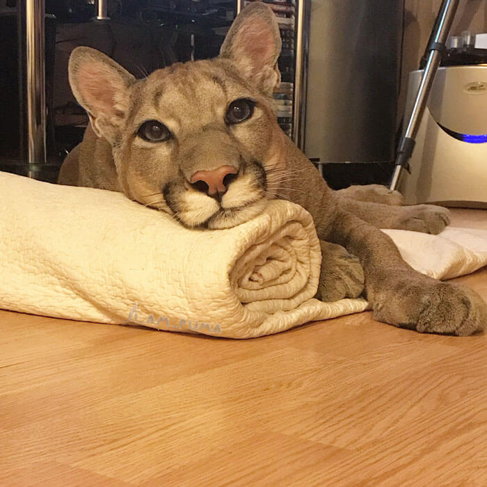 Meet Messi, The Cute Puma Who Lives Like A Pampered House Cat 4