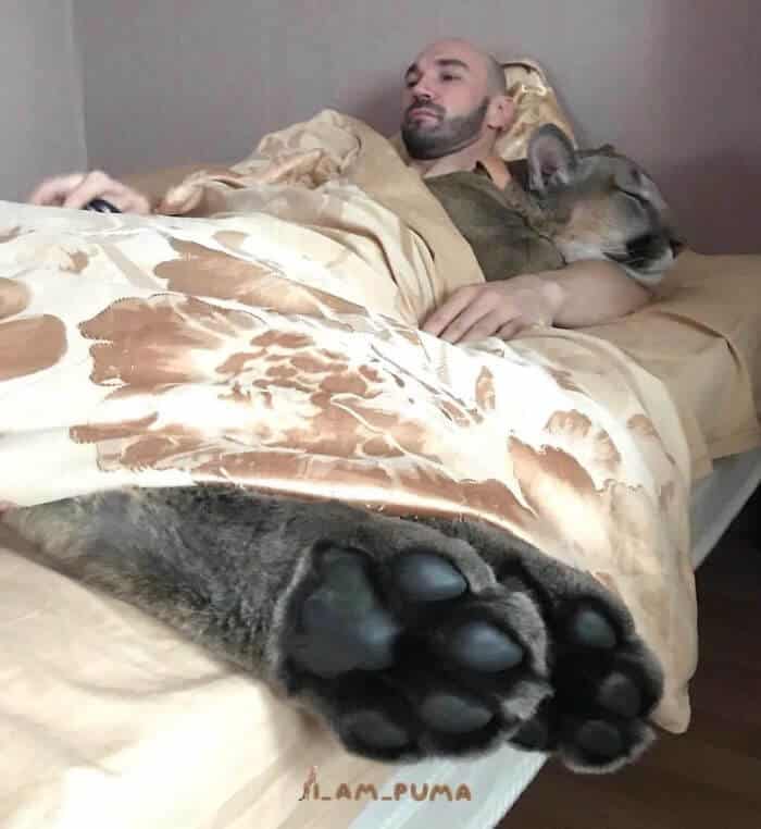 Meet Messi, The Cute Puma Who Lives Like A Pampered House Cat 6