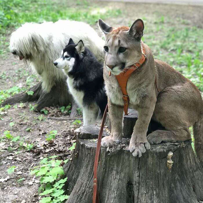 Meet Messi, The Cute Puma Who Lives Like A Pampered House Cat 9