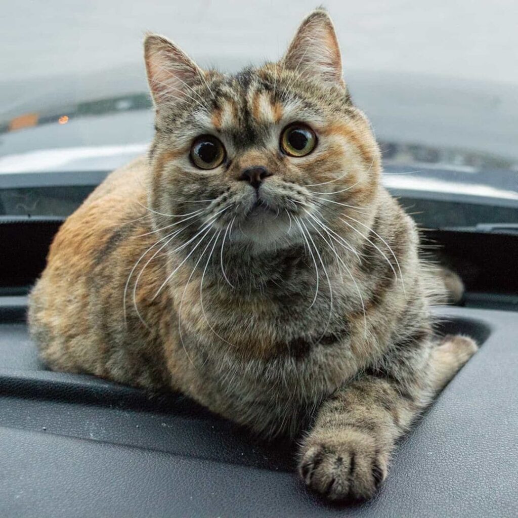 Meet Tora, a travel cat that has toured all US with her owner 4