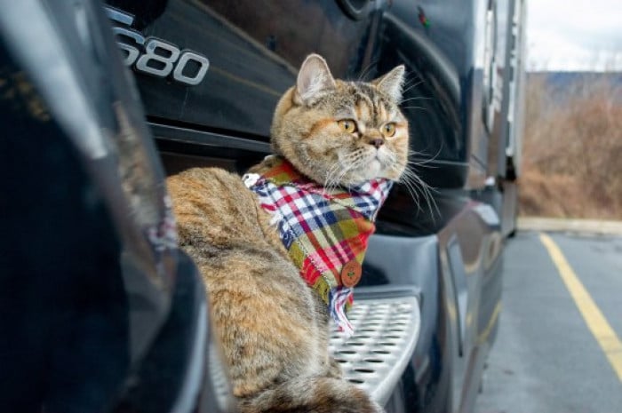 Meet Tora, a trucker cat that has toured all US with her owner 1