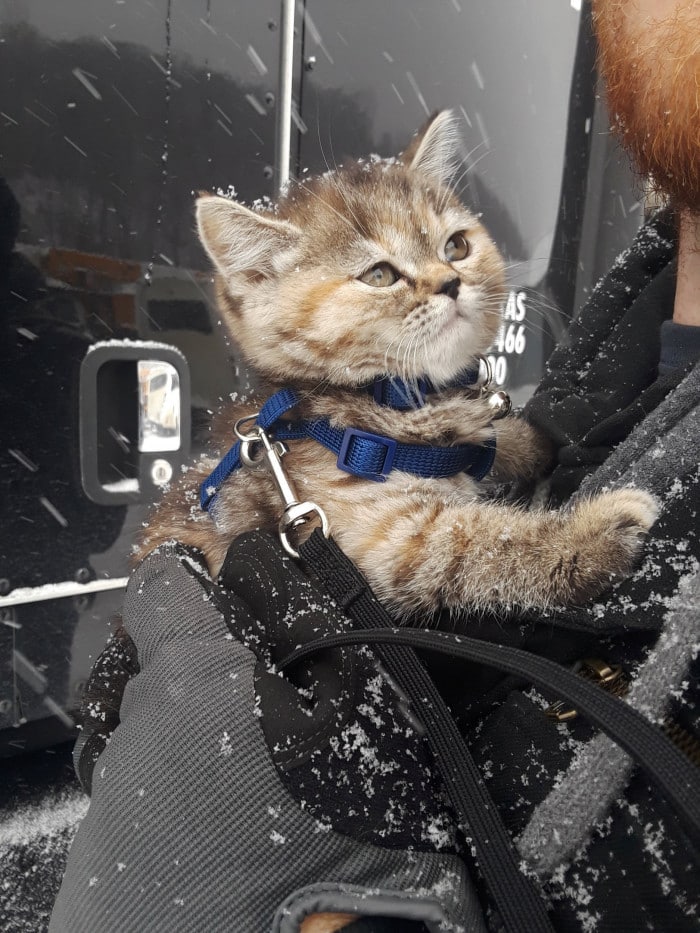 Meet Tora, a trucker cat that has toured all US with her owner 2