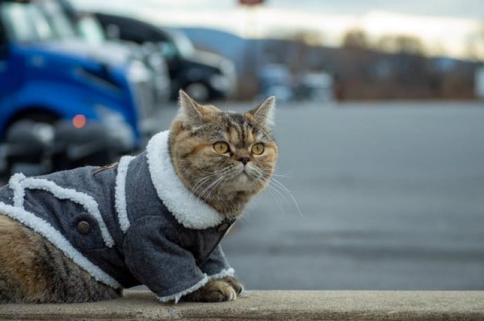 Meet Tora, a trucker cat that has toured all US with her owner 3