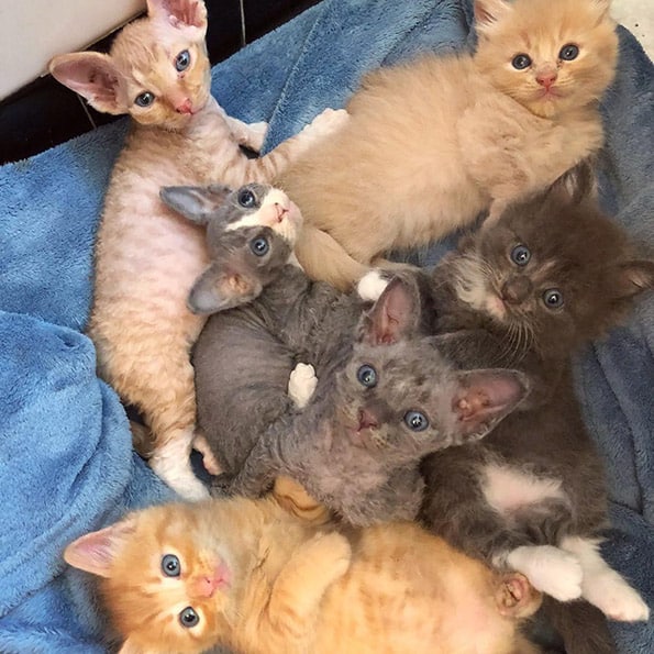 Meet the Rescue Kitten Who Looks Like A Toy 2