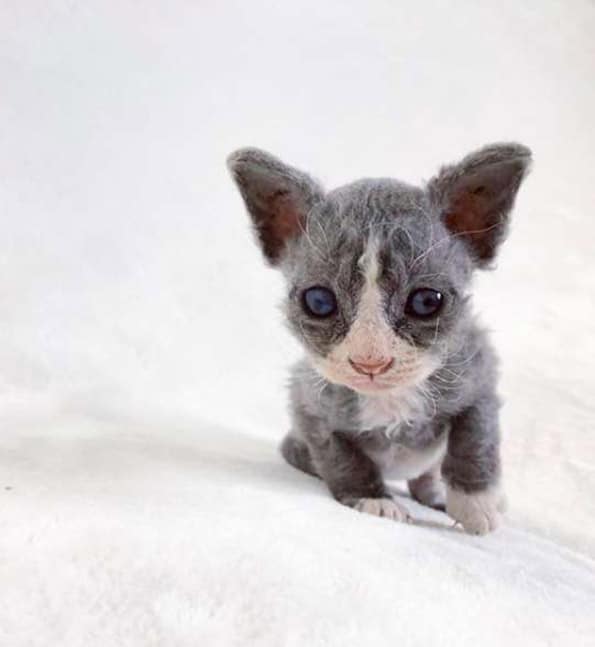 Meet the Rescue Kitten Who Looks Like A Toy 3