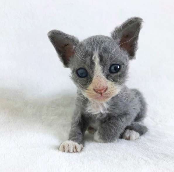 Meet the Rescue Kitten Who Looks Like A Toy 5