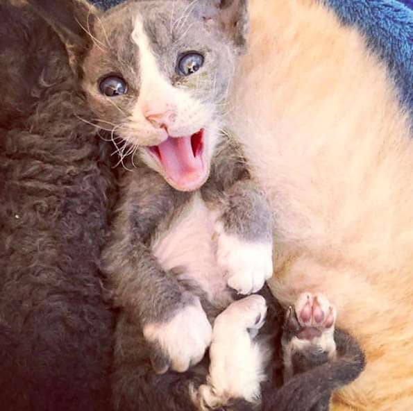 Meet the Rescue Kitten Who Looks Like A Toy 6