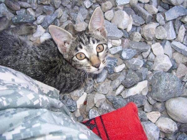 Military woman refuses to abandon sick kitten 2