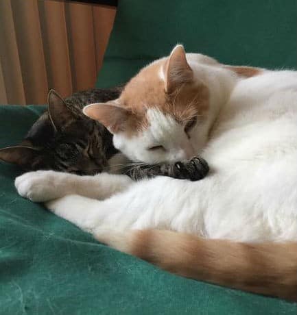 Military woman refuses to abandon sick kitten 7