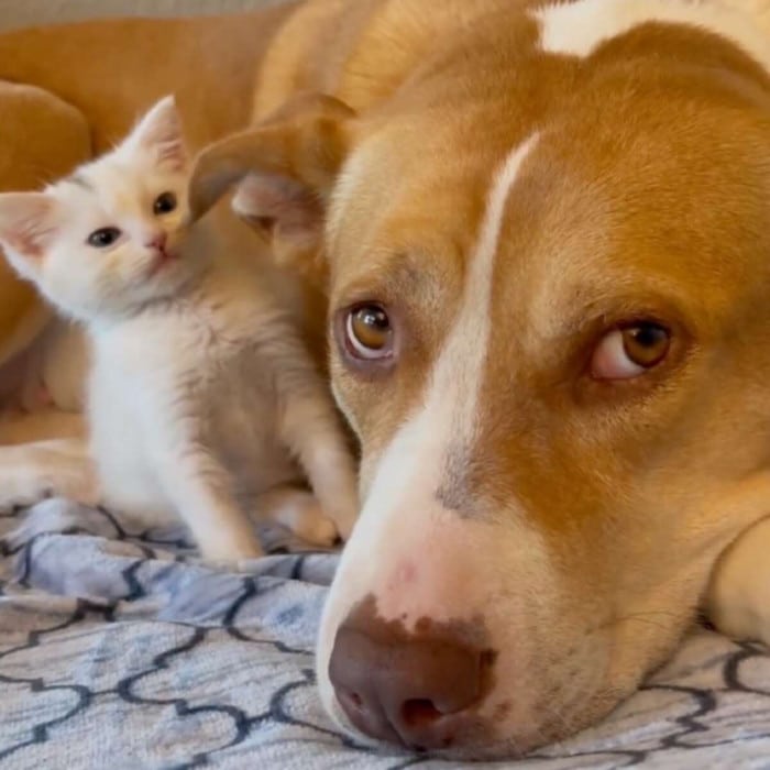 Missing her puppies, a rescue dog adopts a group of tiny kittens