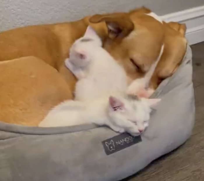 Missing her puppies, a rescue dog adopts a group of tiny kittens 2