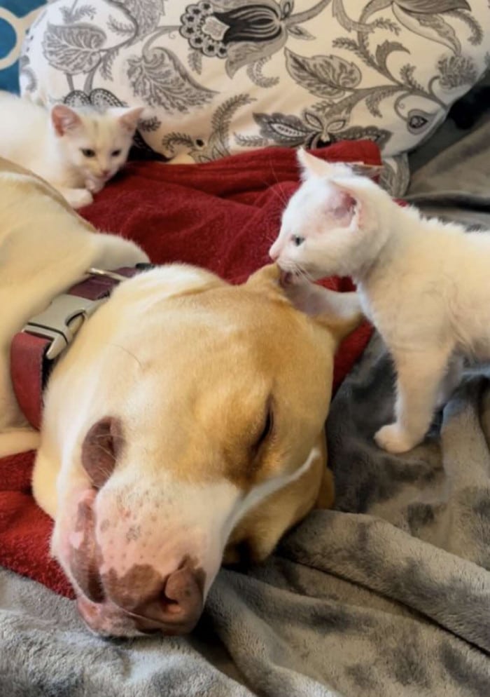 Missing her puppies, a rescue dog adopts a group of tiny kittens 3