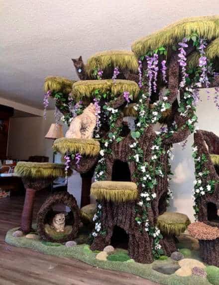 Mom buys a special cat tree for her cat with special needs 3