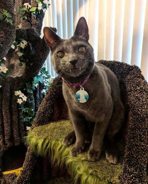 Mom buys a special cat tree for her cat with special needs 4
