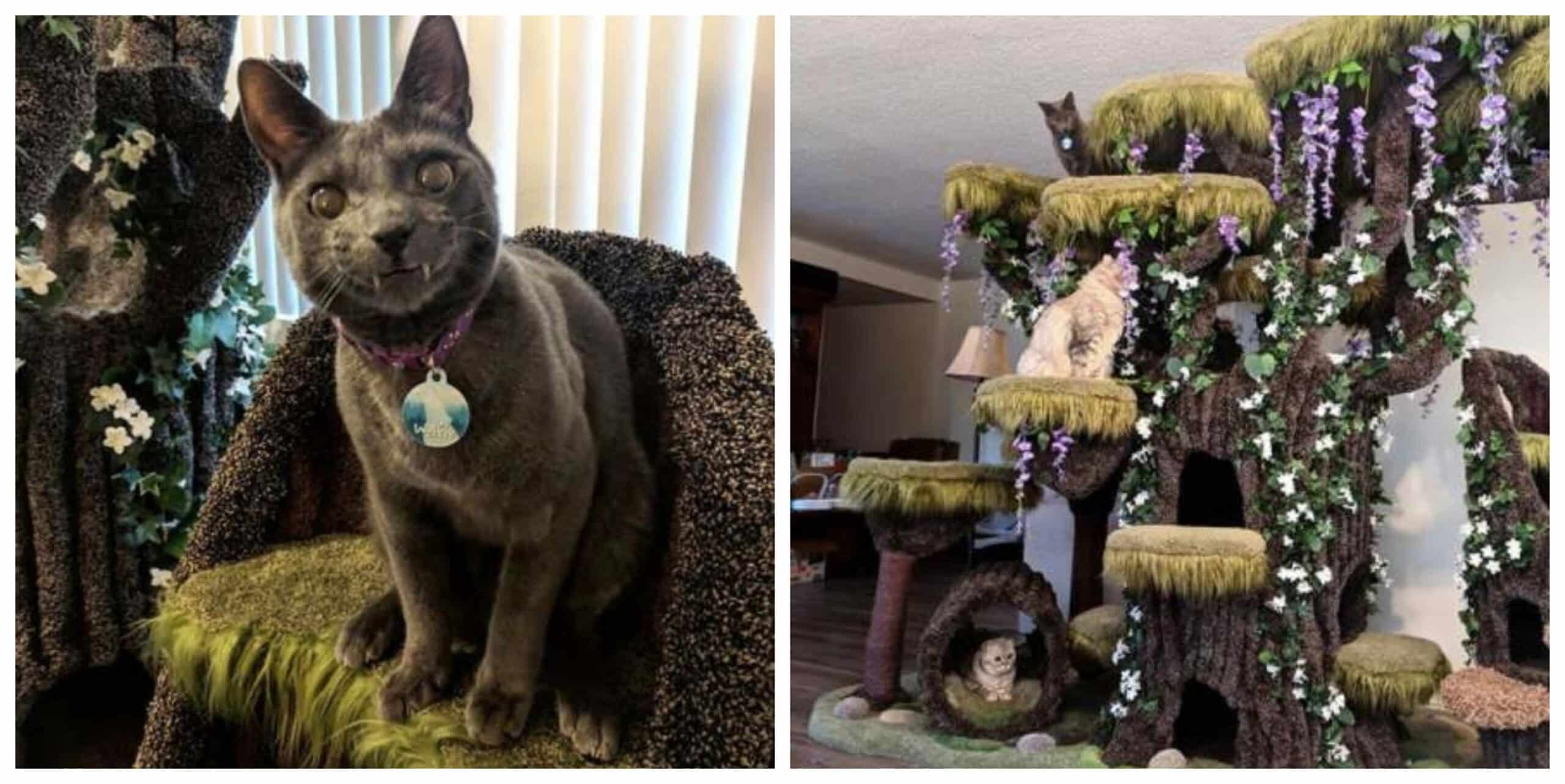 Mom buys a special cat tree for her cat with special needs